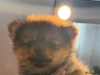 Pomeranian dogs 3 Beautiful Pom Pups 🩷🩵 - Advert 4