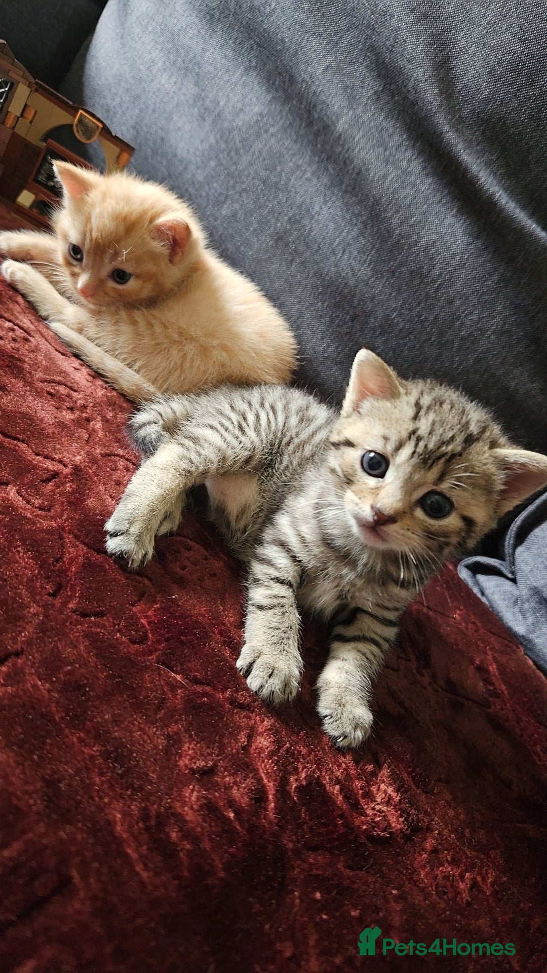 Bengal cats for sale: Beautiful Kittens for Sale - Image 10