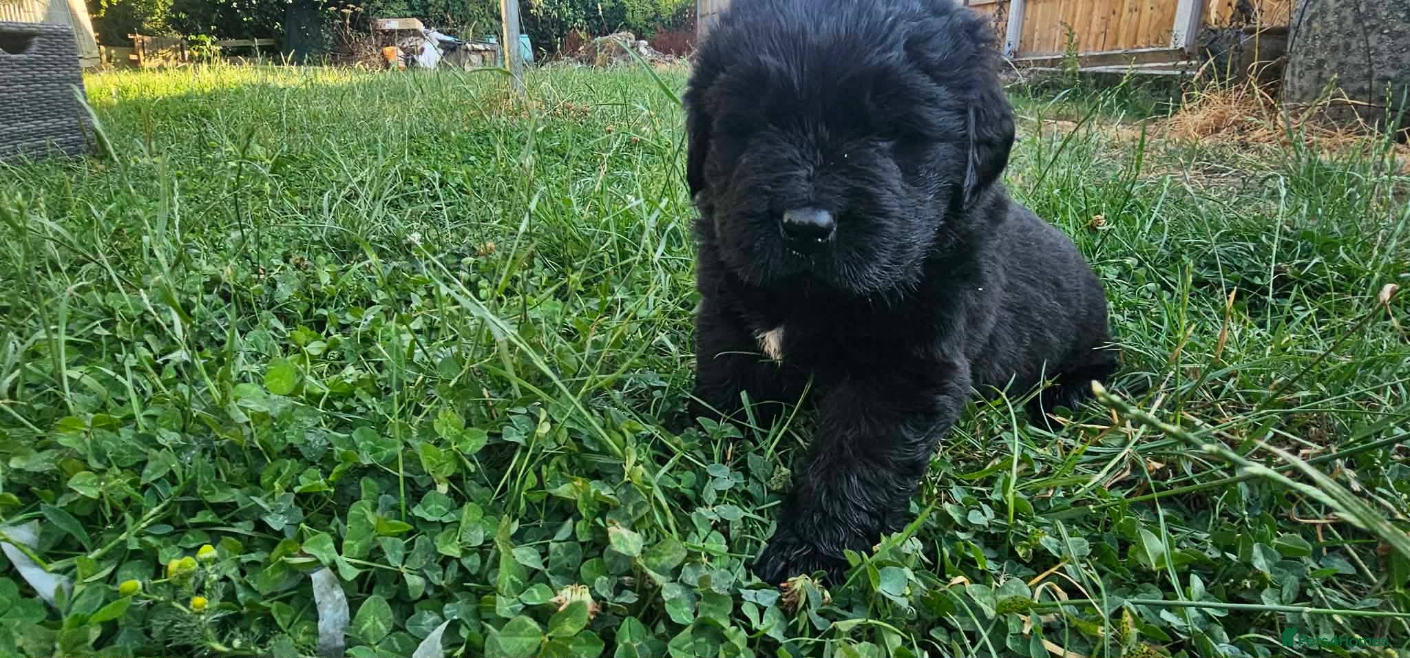 Newfoundland dogs Beautiful KC Registered Newfoundland Puppies!! - Advert 2
