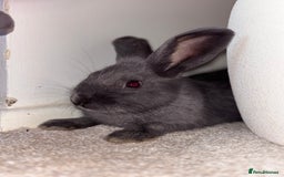 Mini Lop rabbits for sale: X2 bonded rabbits and hutch & cage - Image 2