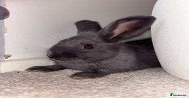 Mini Lop rabbits - Advert 1