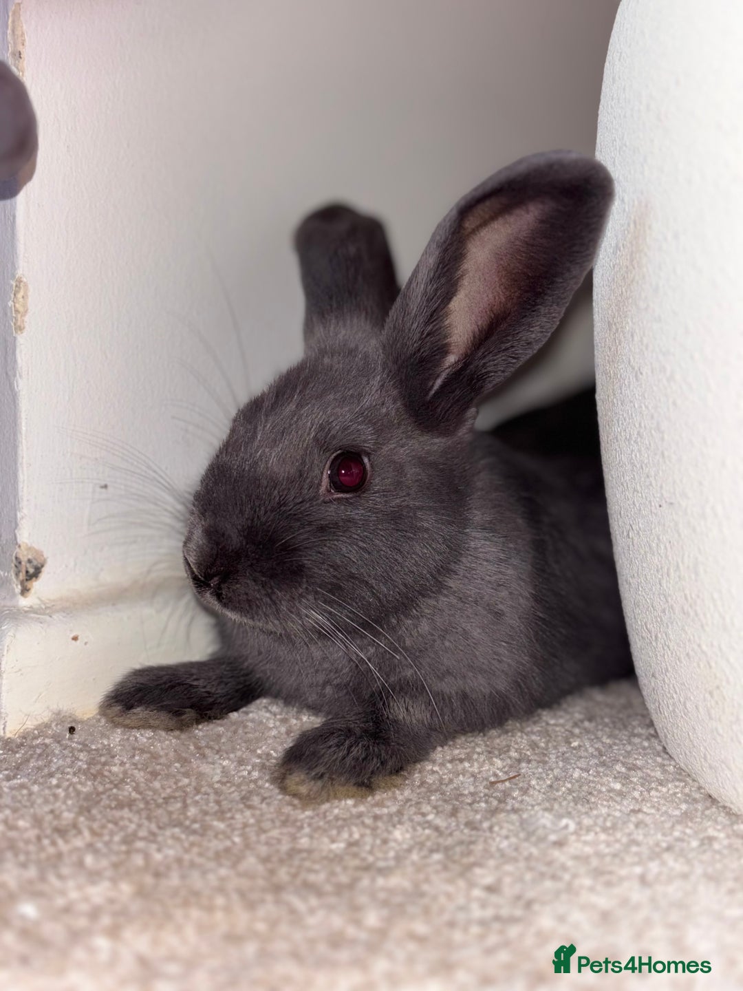 Mini Lop rabbits for sale: X2 bonded rabbits and hutch & cage - Image 2