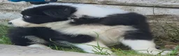 Border Collie dogs for sale: ​Border Collie Pups: Rare Slate Merle & B/W - Advert 6