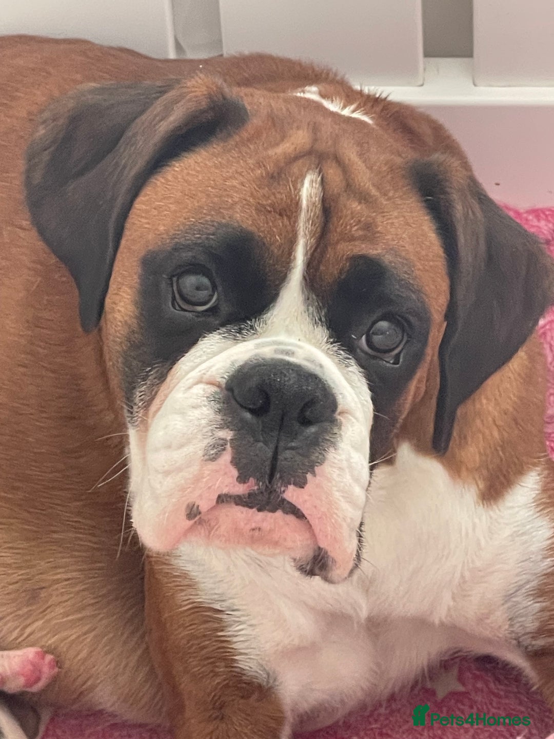 Boxer dogs for sale: Beautiful boxer puppies available  - Image 17
