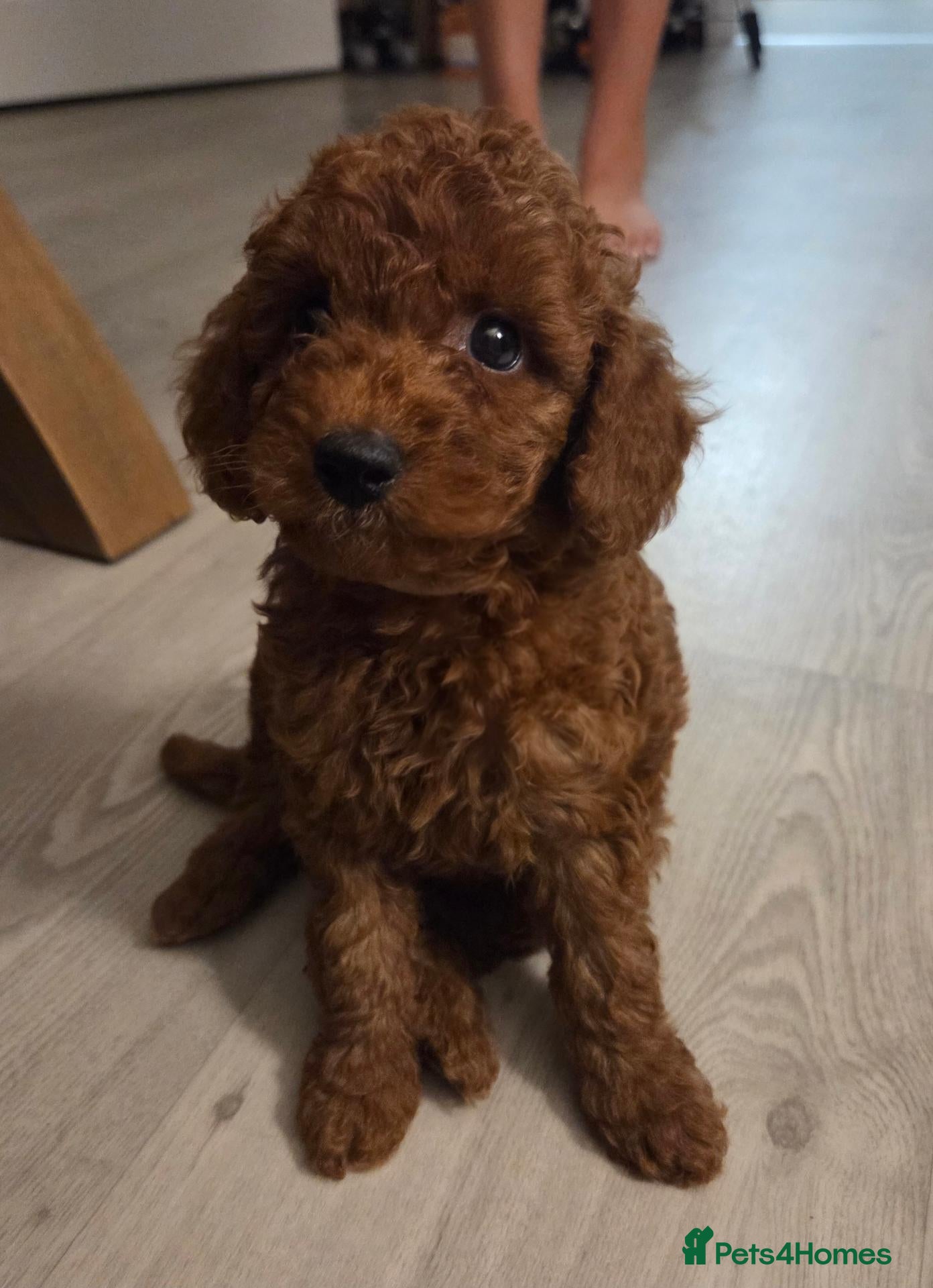 Cavapoo dogs Deep Red f1b toy cavapoos, health tested parents  - Advert 14