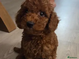 Cavapoo dogs Deep Red f1b toy cavapoos, health tested parents - Advert 14