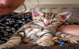 Mixed Breed cats for sale: 7 adorable kittens looking for loving homes - Image 16