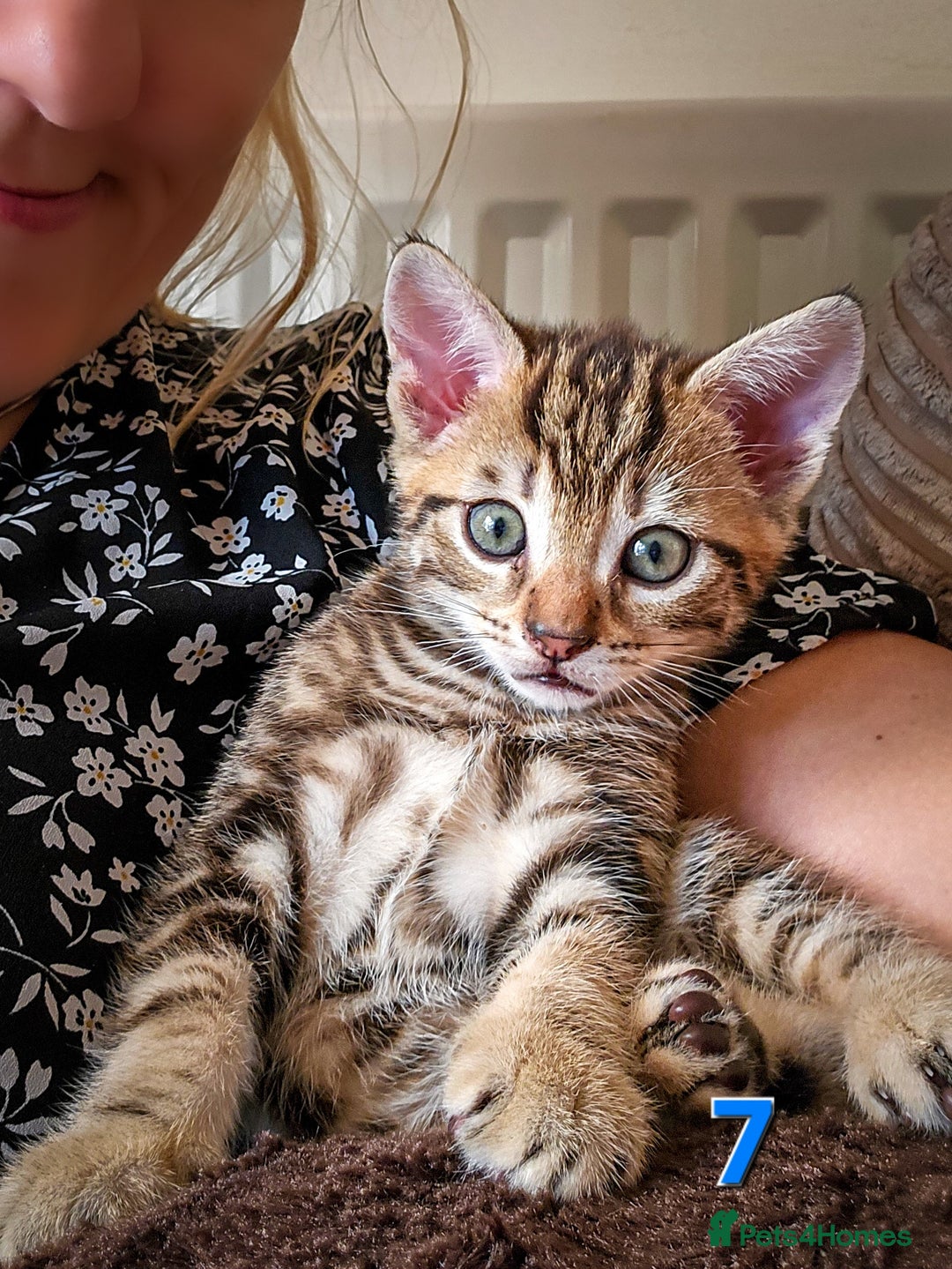 Mixed Breed cats for sale: 7 adorable kittens looking for loving homes - Image 16