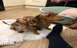 Dachshund dogs for sale: Miniature dacshund - Image 8