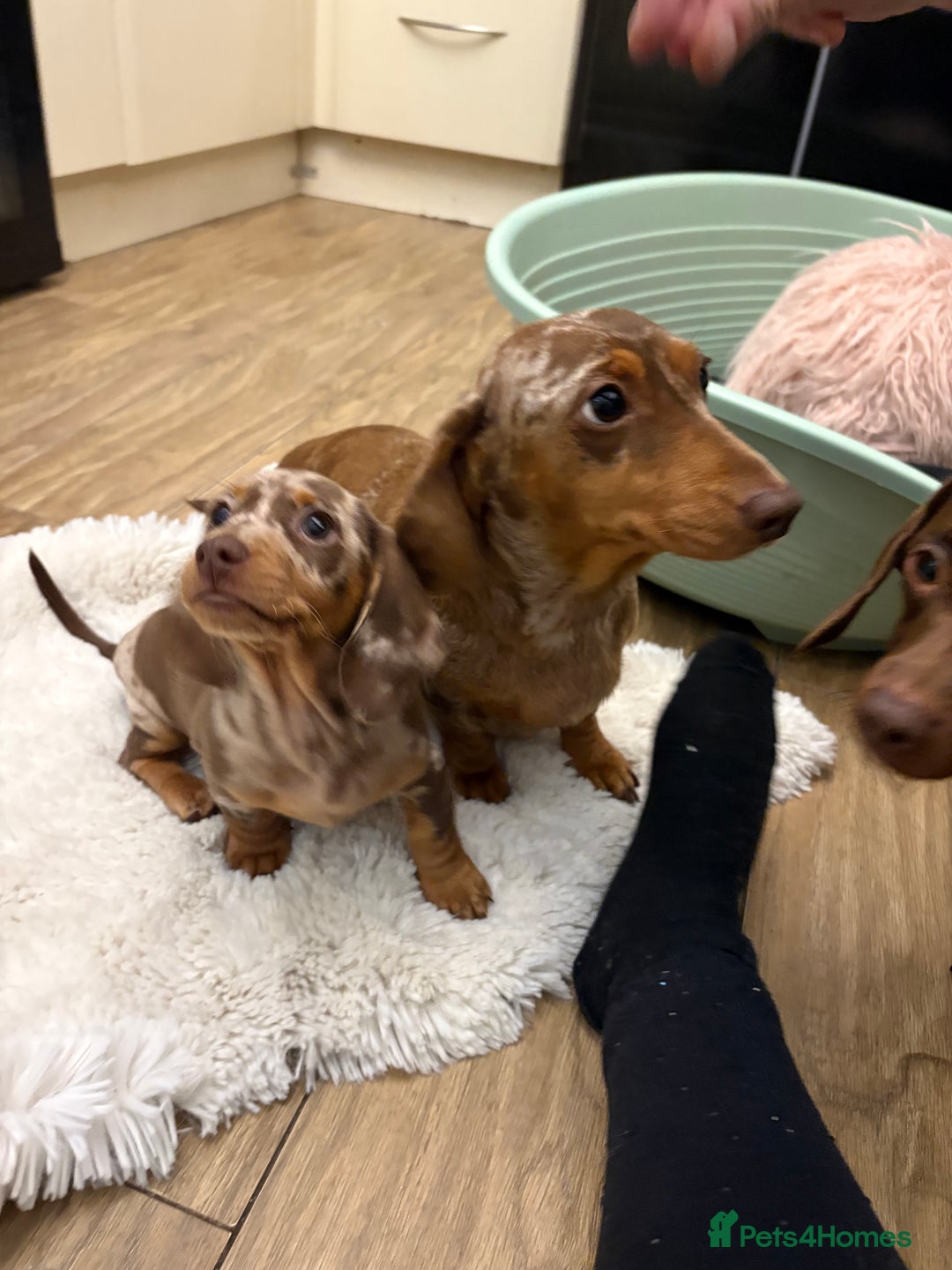 Dachshund dogs for sale: Miniature dacshund - Image 8