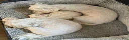 Maltese dogs for sale: Maltese puppies  in Denny - Advert 12