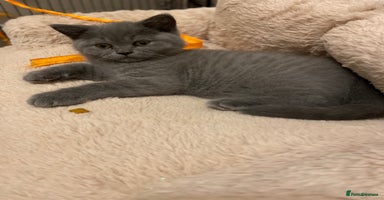 British Shorthair cats - Advert 14