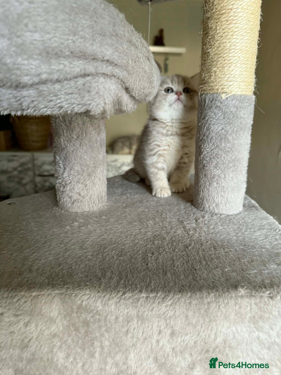 British Shorthair cats for sale: British shorthair kittens for sale  - Advert 16