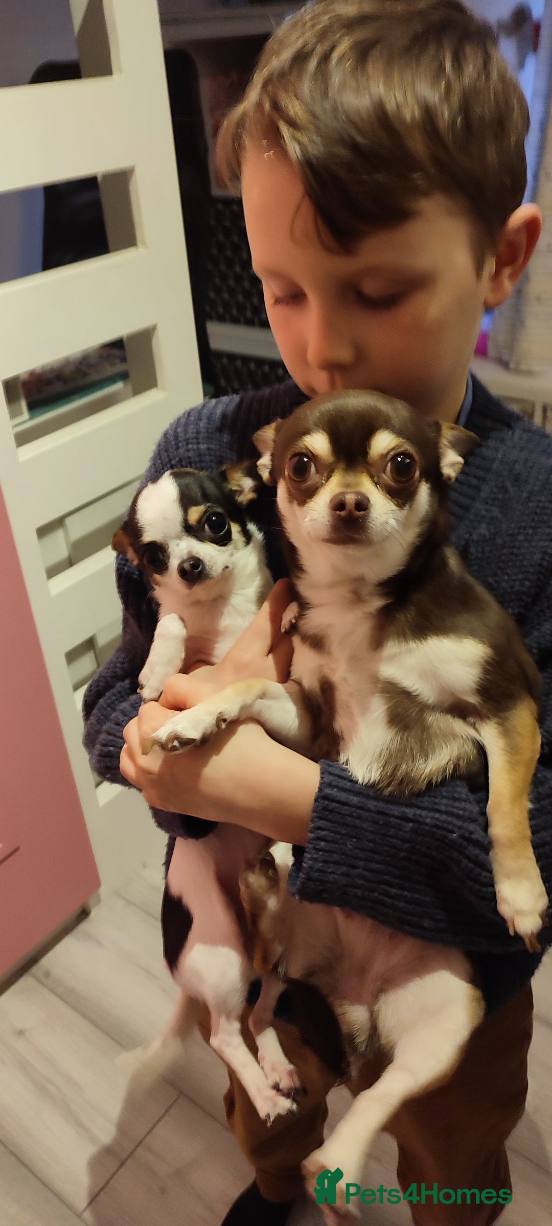 Chihuahua dogs for sale:  Tiny dog chihuahua - Advert 8