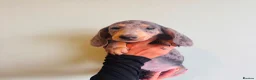 Miniature Dachshund dogs for sale: Miniature dachaunds READY NOW - Advert 4