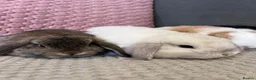 Mini Lop rabbits for sale: Beautiful Mini Lop Rabbits for sale - Advert 20