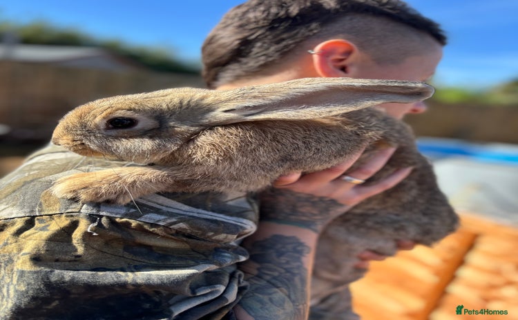 Continental Giant rabbits - Advert 15