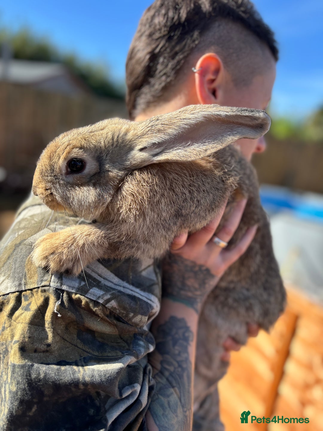 Continental Giant rabbits for sale: 7 beautiful Continental Giant - Image 1