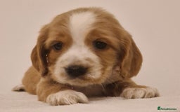 Cocker Spaniel dogs for sale: Cocker spaniel pups for sale  - Image 11