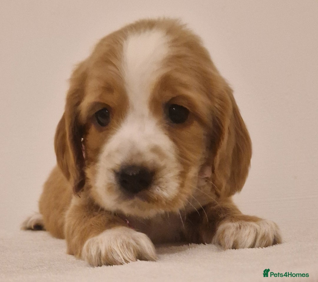 Cocker Spaniel dogs for sale: Cocker spaniel pups for sale  - Image 11