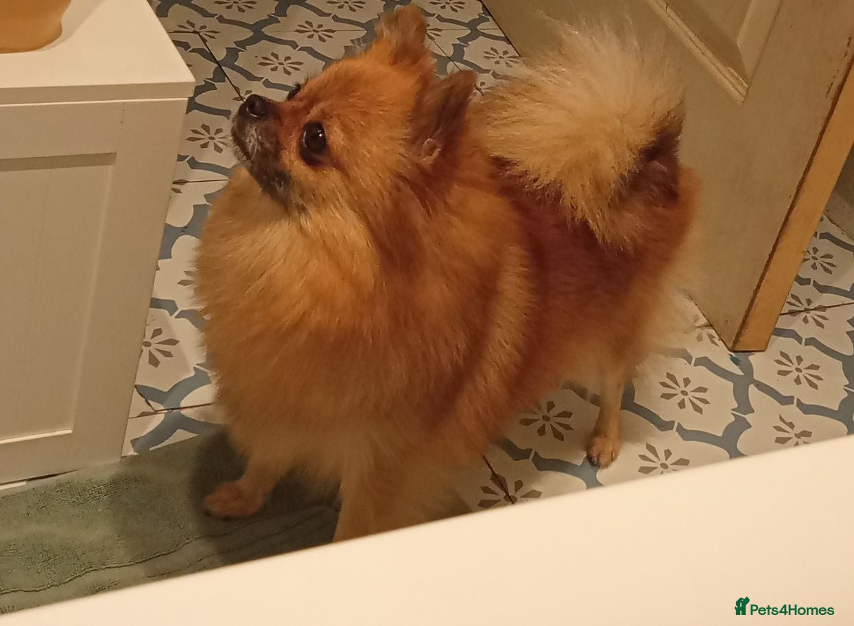 Pomeranian dogs Pomeranian adult female  - Advert 16