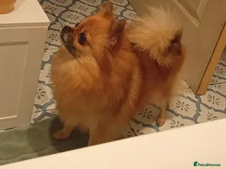 Pomeranian dogs Pomeranian adult female - Advert 12