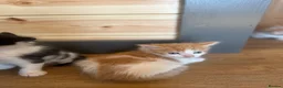 Mixed Breed cats for sale: Healthy Domestic Housecats, Father Unknown - Advert 17