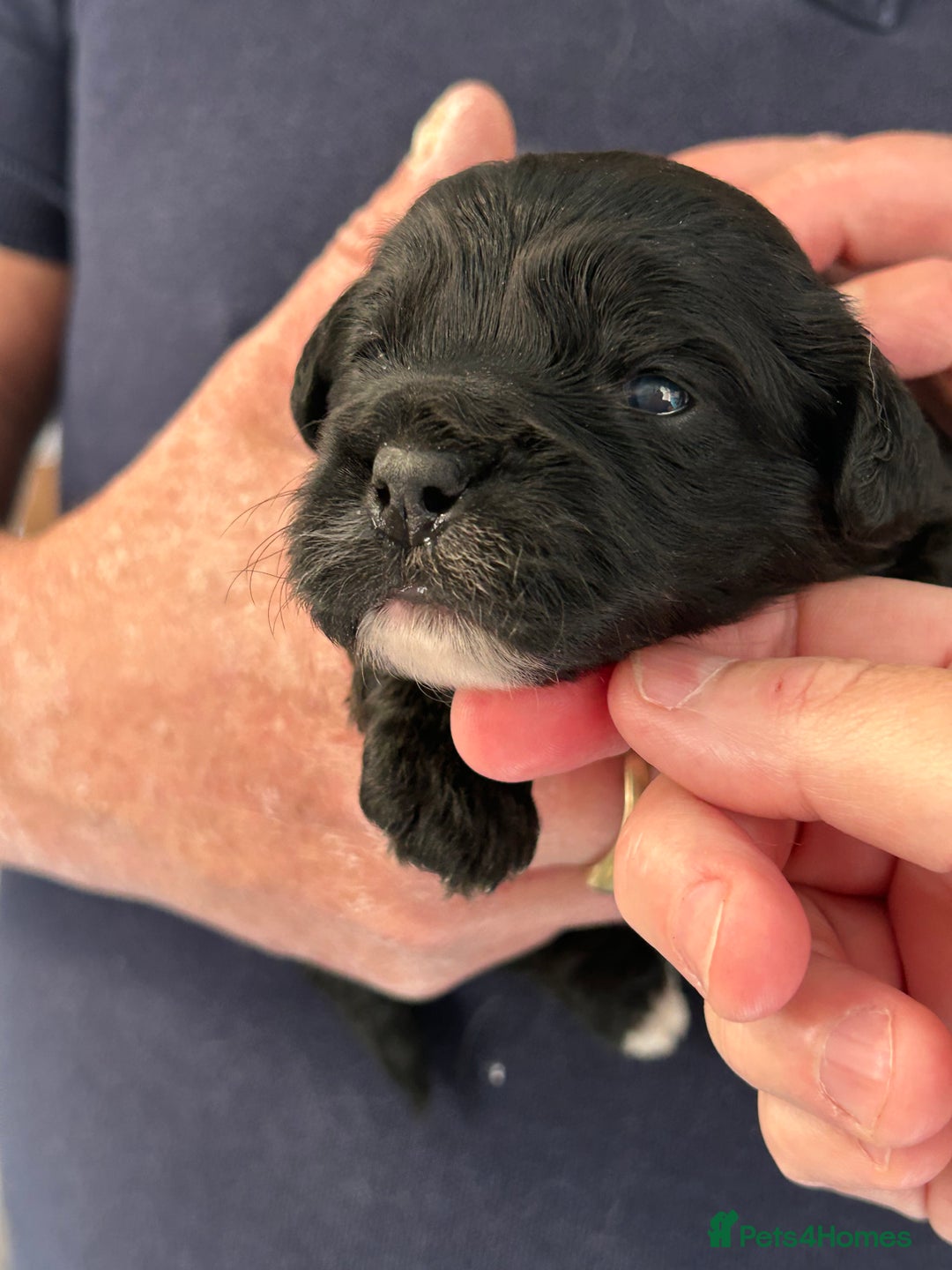 Mixed Breed dogs for sale: Peekapoo puppies for sale  - Image 3