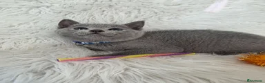 Russian Blue 1