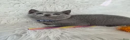 Russian Blue cats for sale: Stunning Russian blue kittens  - Advert 5
