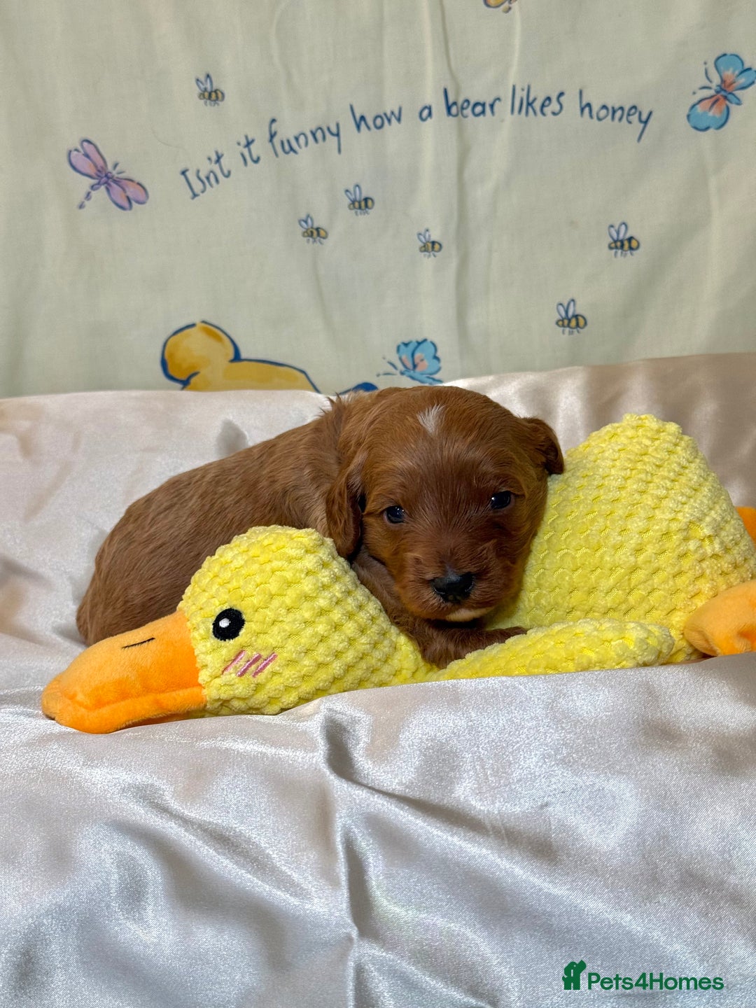 Cavapoo dogs for sale: 6 Cute Cavapoo puppies 6 - ready for homes in feb  - Advert 31