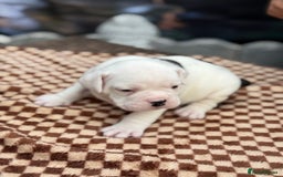 Old Tyme Bulldog dogs for sale: Old Tyme Bulldog Puppies - Both Parents Our Pets - Image 7