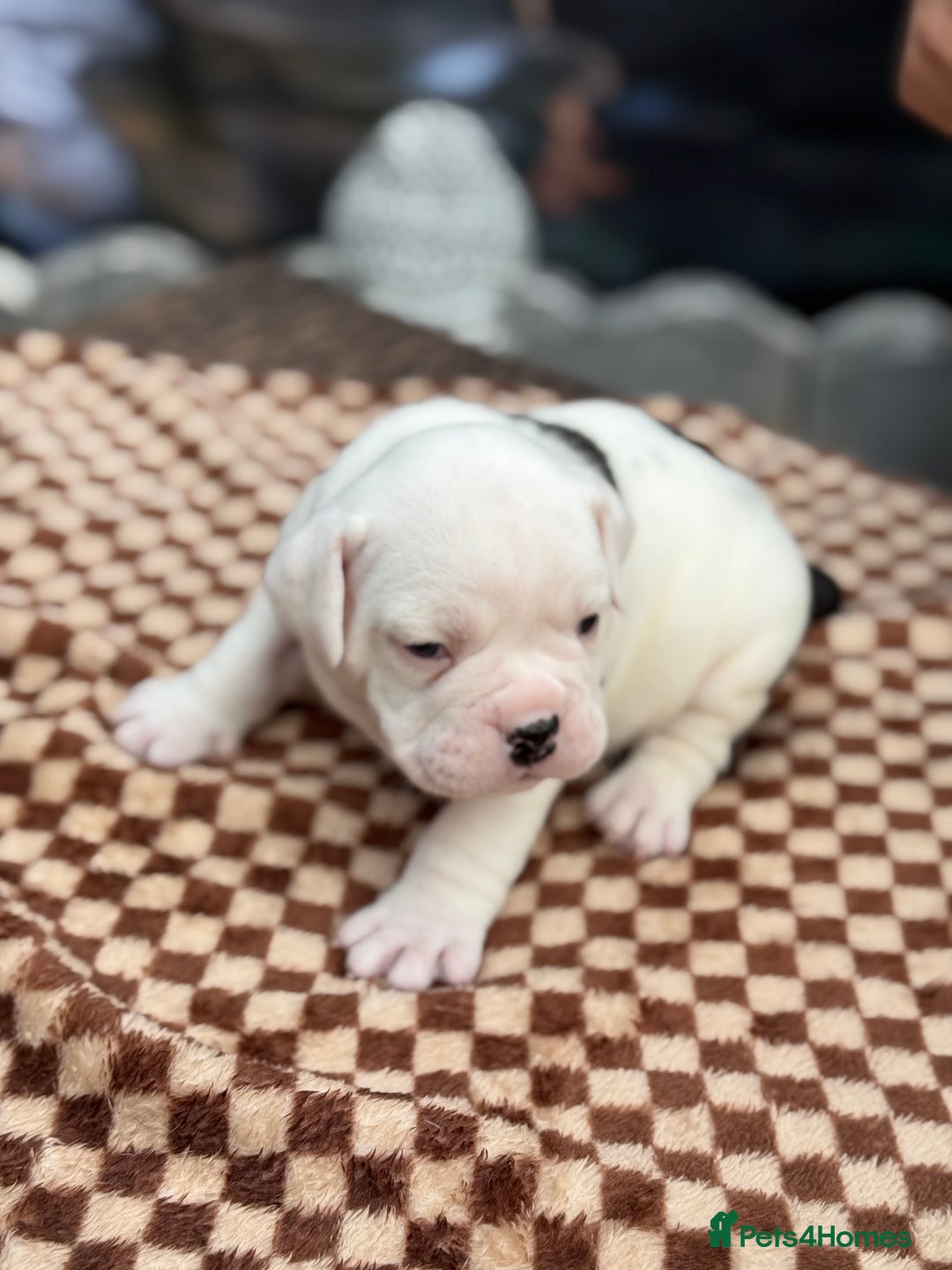 Old Tyme Bulldog dogs for sale: Old Tyme Bulldog Puppies - Both Parents Our Pets - Image 7