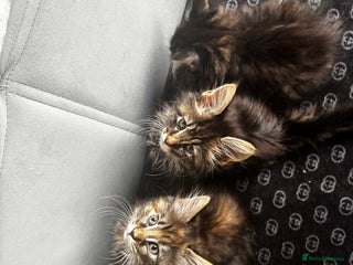 Maine Coon cats Mixed Main coon kittens available - Advert 2