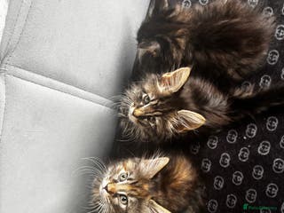 Maine Coon cats Mixed Main coon kittens available - Advert 12