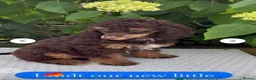Cockapoo dogs for sale: Is this your new family member  - Advert 12