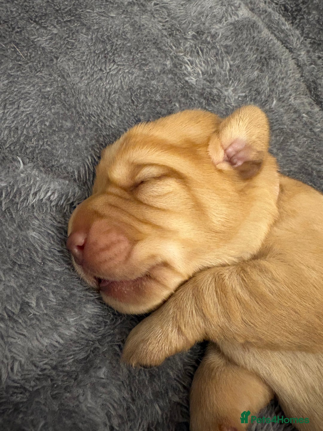 Cockerdor dogs for sale: labrador/ cockerdor Puppies  - Advert 14