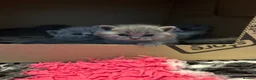 British Shorthair cats for sale: Stunning Blue British Shorthair Kittens  - Advert 7