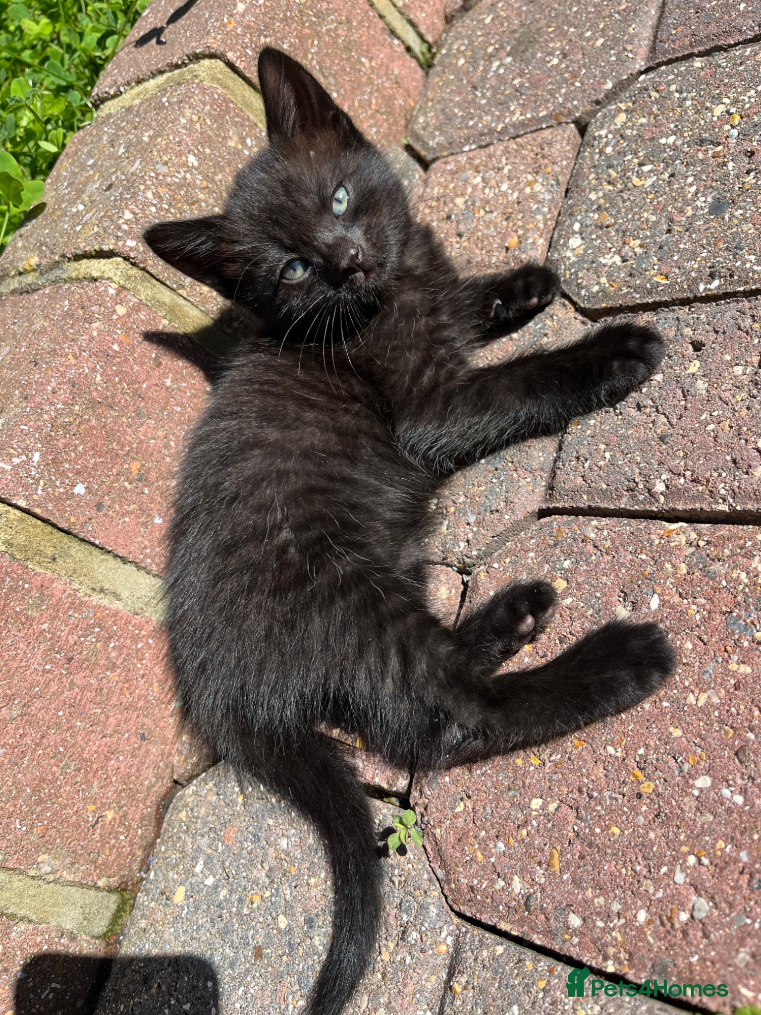 Domestic Shorthair cats for sale: Playful Tabby Kittens Ready in South Ockendon - Advert 7