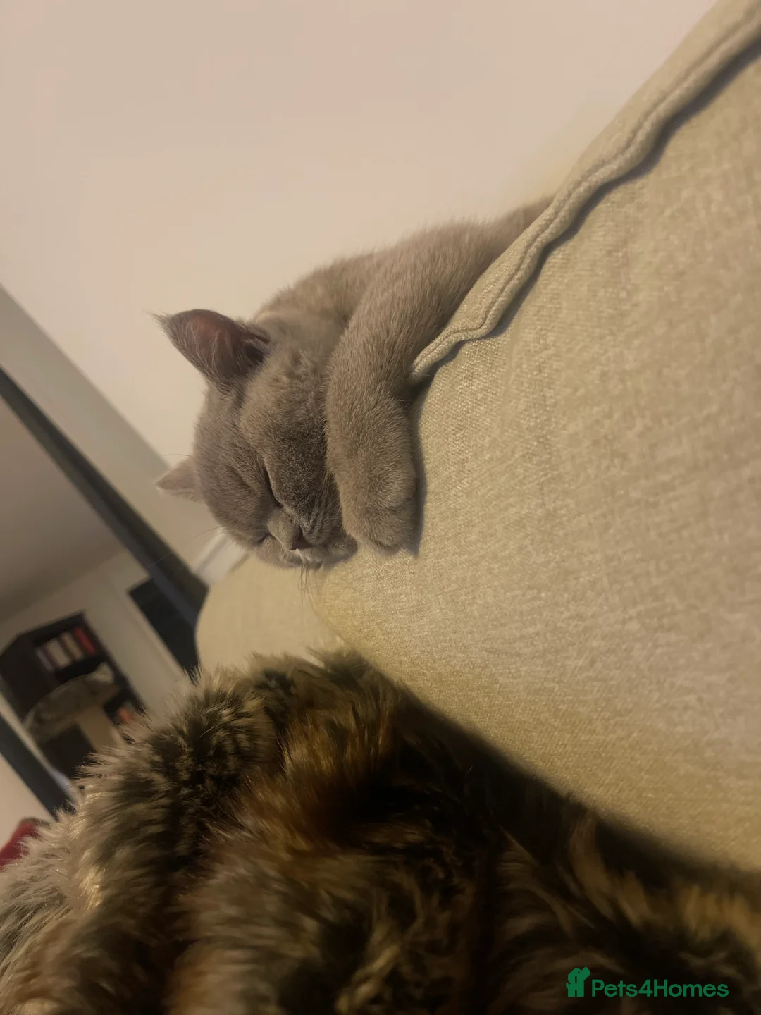 British Shorthair cats for sale: Stunning Lilac British Shorthair 💝 - Advert 2