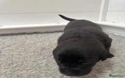 Mastiff dogs for sale: Pedigree Puppies of our Portuguese cattle dogs. - Image 14