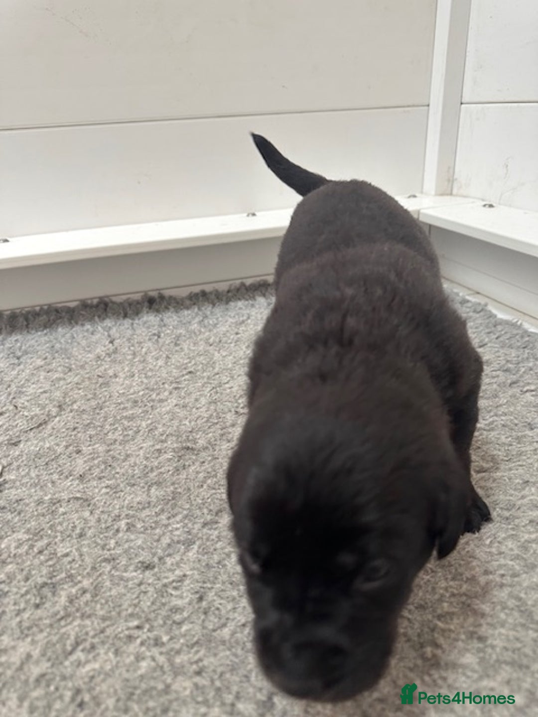 Mastiff dogs for sale: Pedigree Puppies of our Portuguese cattle dogs. - Image 14