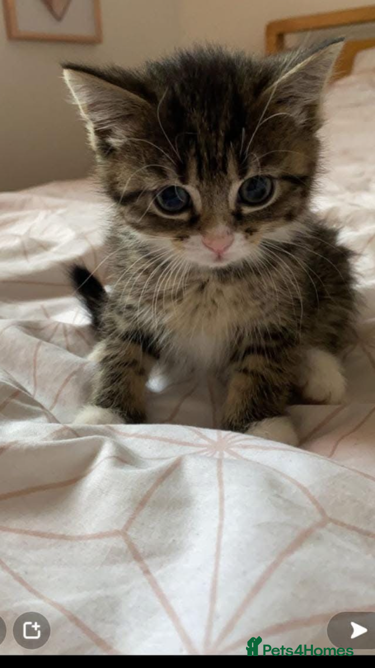 Mixed Breed cats Kittens - Advert 1