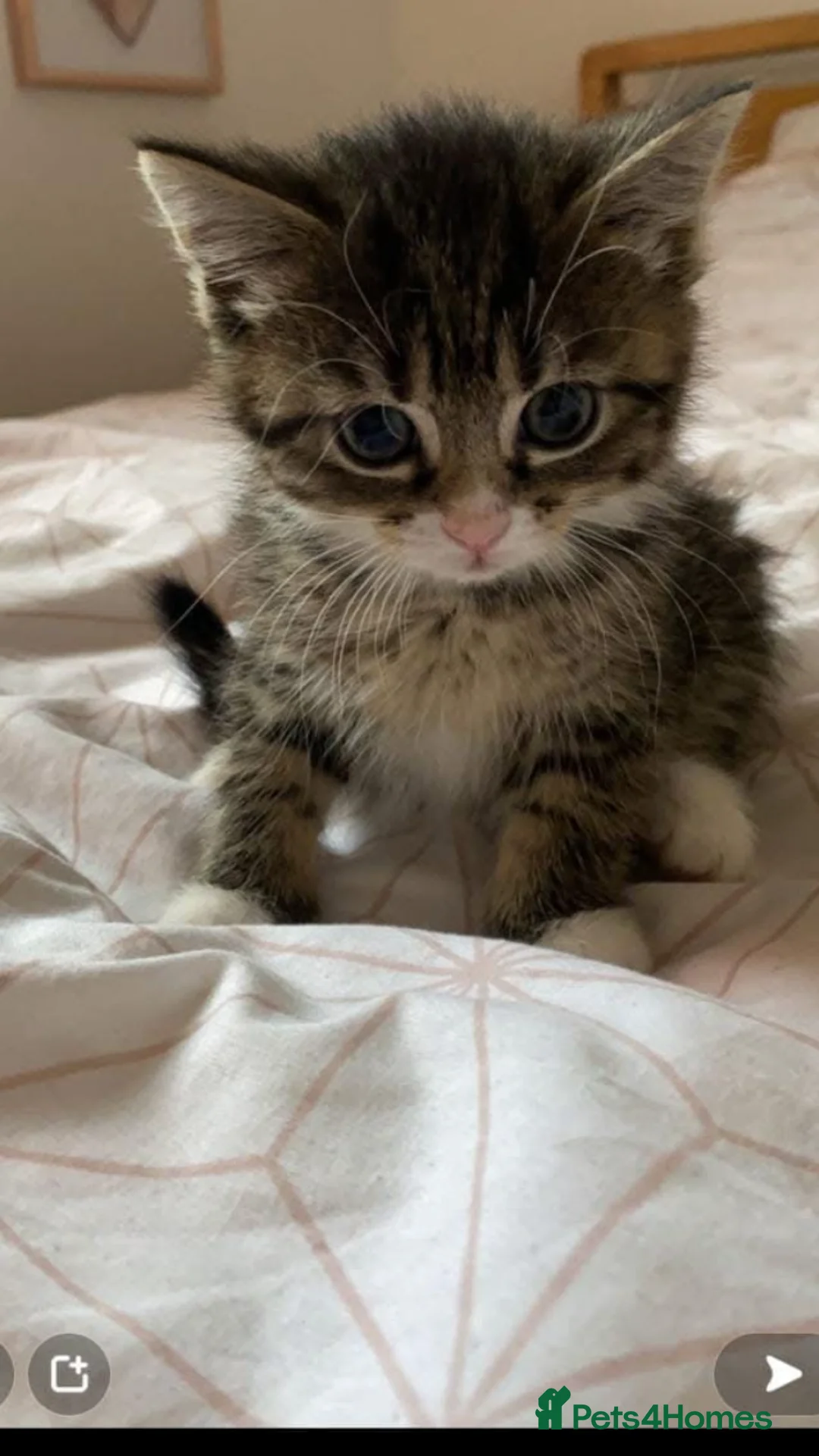 Mixed Breed cats for sale: Kittens - Advert 1