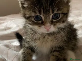 Mixed Breed cats Kittens - Advert 1