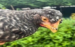 Chickens poultry for sale: Aracana hybrid green egg layers chickens - Image 12