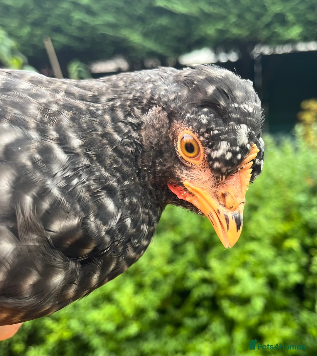 Chickens poultry for sale: Aracana hybrid green egg layers chickens - Image 12