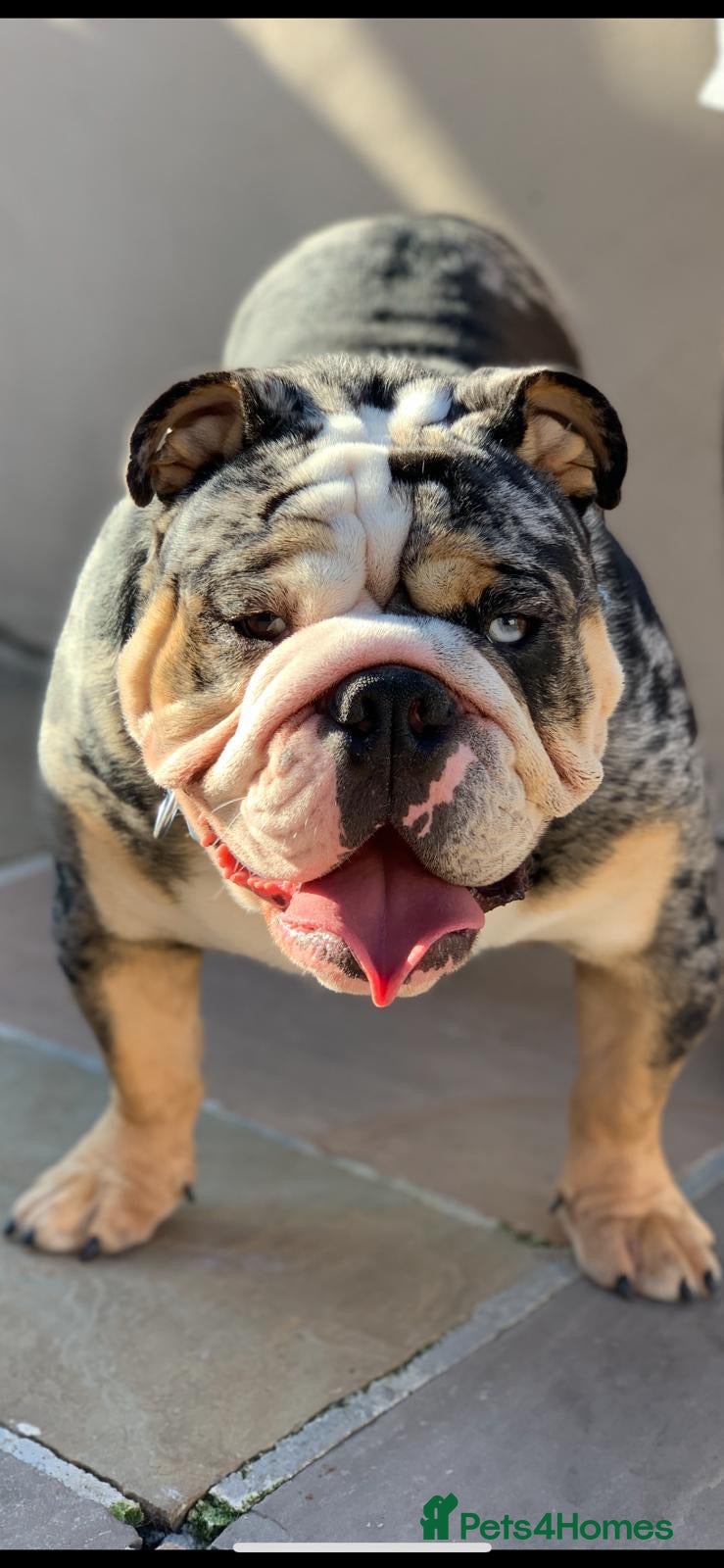 English Bulldog dogs Merle English Bulldog TRIPLE TRI PROVEN in Bradford - Advert 1