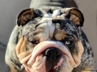 English Bulldog dogs in Bradford - Advert 3