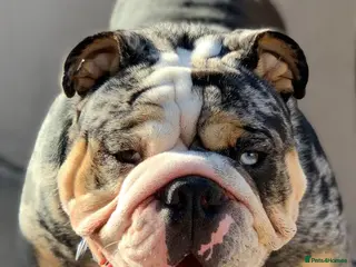 English Bulldog dogs Merle English Bulldog TRIPLE TRI PROVEN - Advert 4